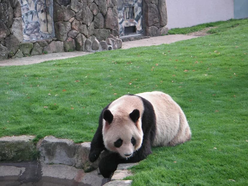 Adventure World Shirahama: Pandas + Safari Guide (2026)