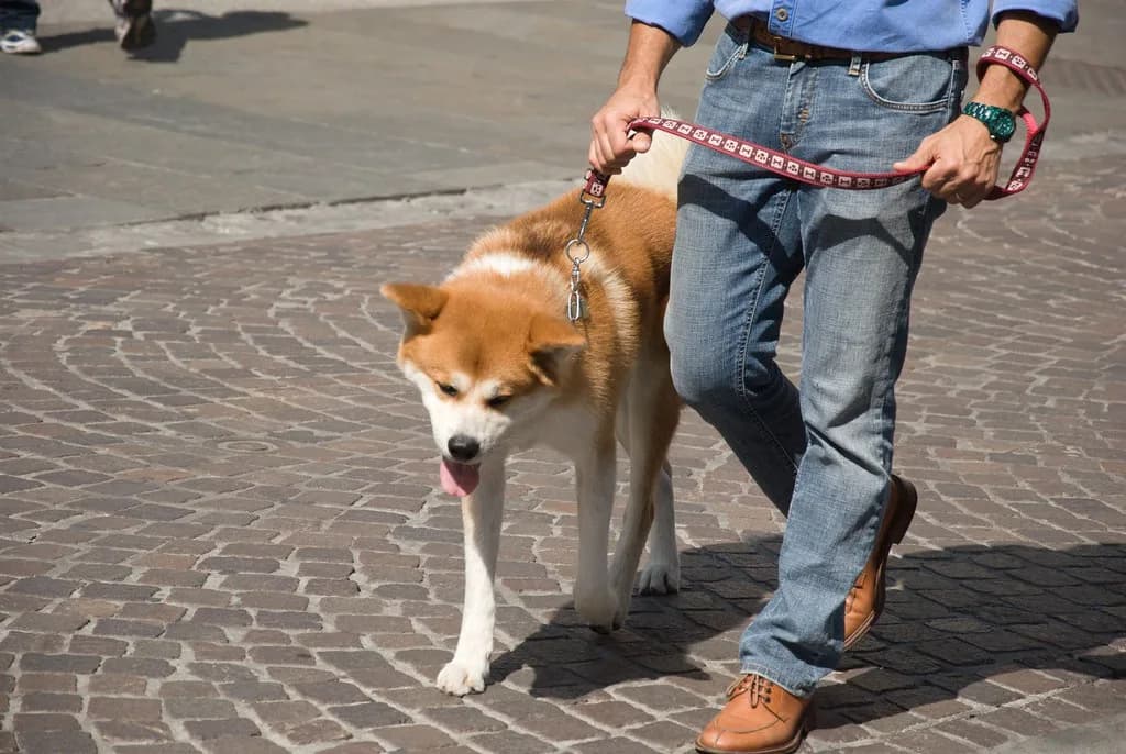 7 Places To See Akita Dogs In Akita: Top Spots & Travel Tips (2026)
