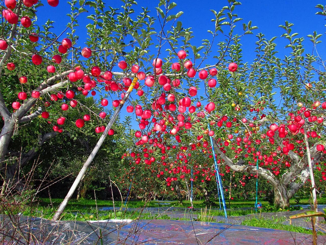 Aomori Apple Desserts and Cider: A-FACTORY, Hirosaki Pie Trail and Orchard Guide