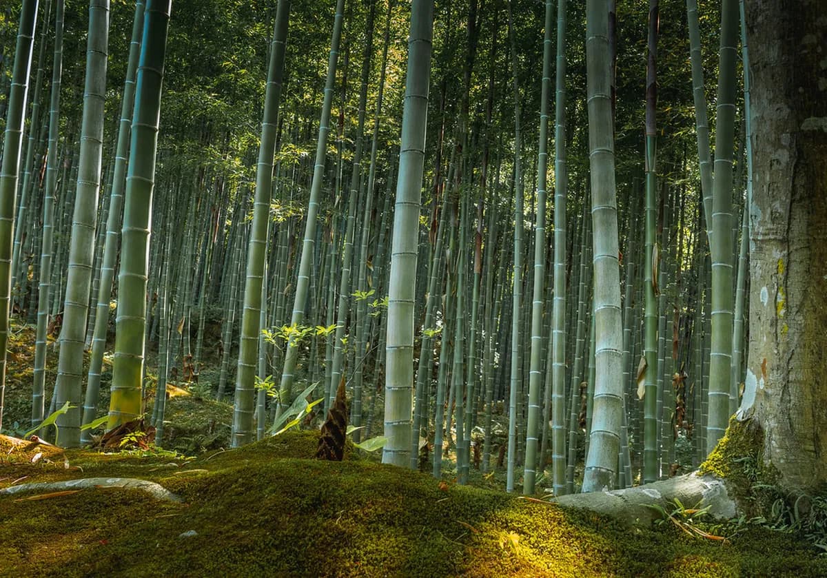 Arashiyama Park (Asahikawa) Visitor Guide: 7 Essential Sections