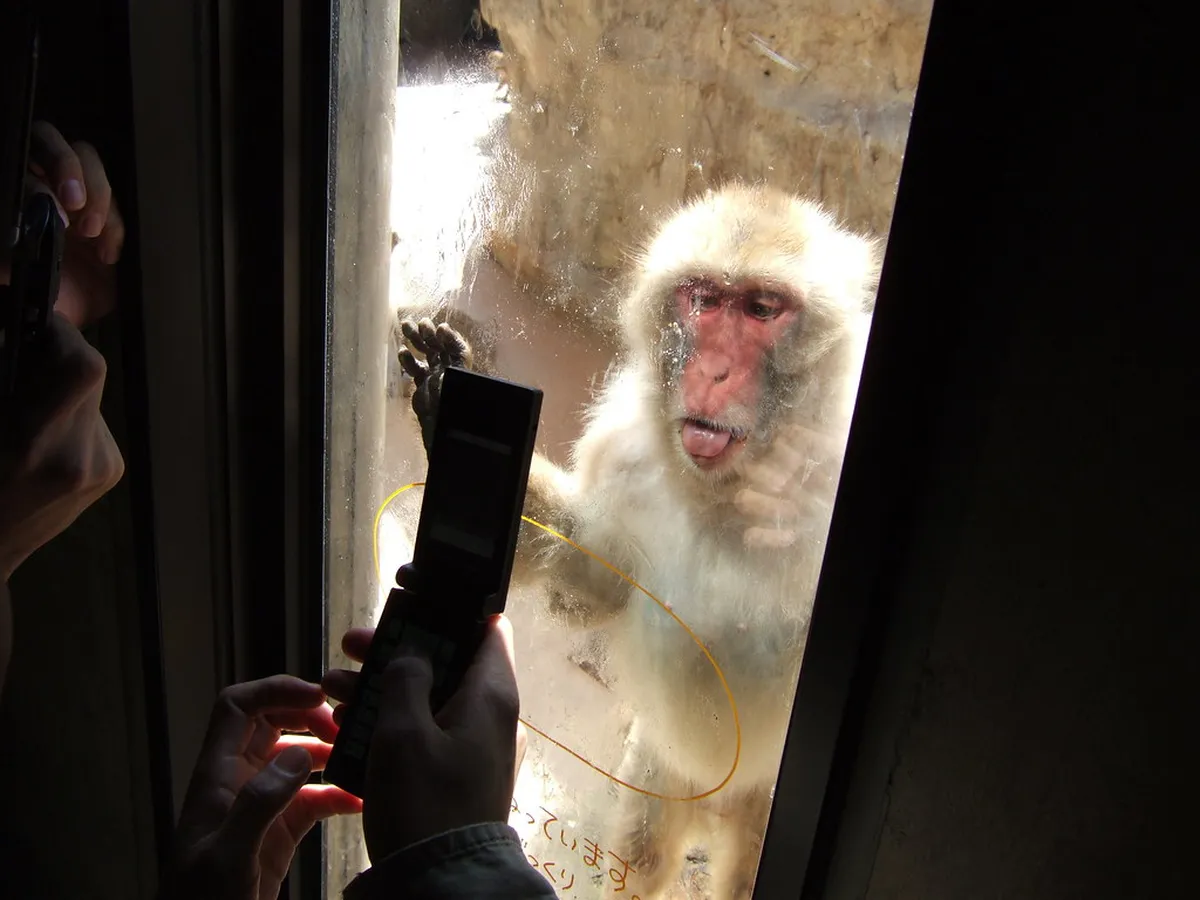 Asahiyama Zoo Visitor Guide: 10 Essential Planning Tips