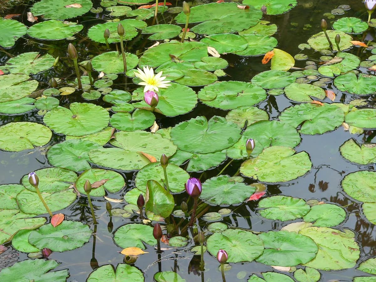 Beppu Hells Entrance Fee and Discounts: 2026 Guide