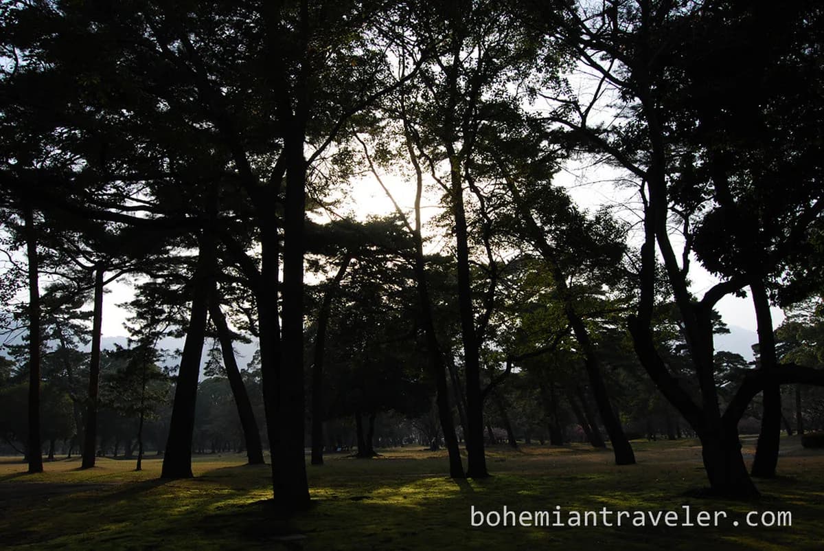 Beppu Park Cherry Blossom Festival Walking Route Guide