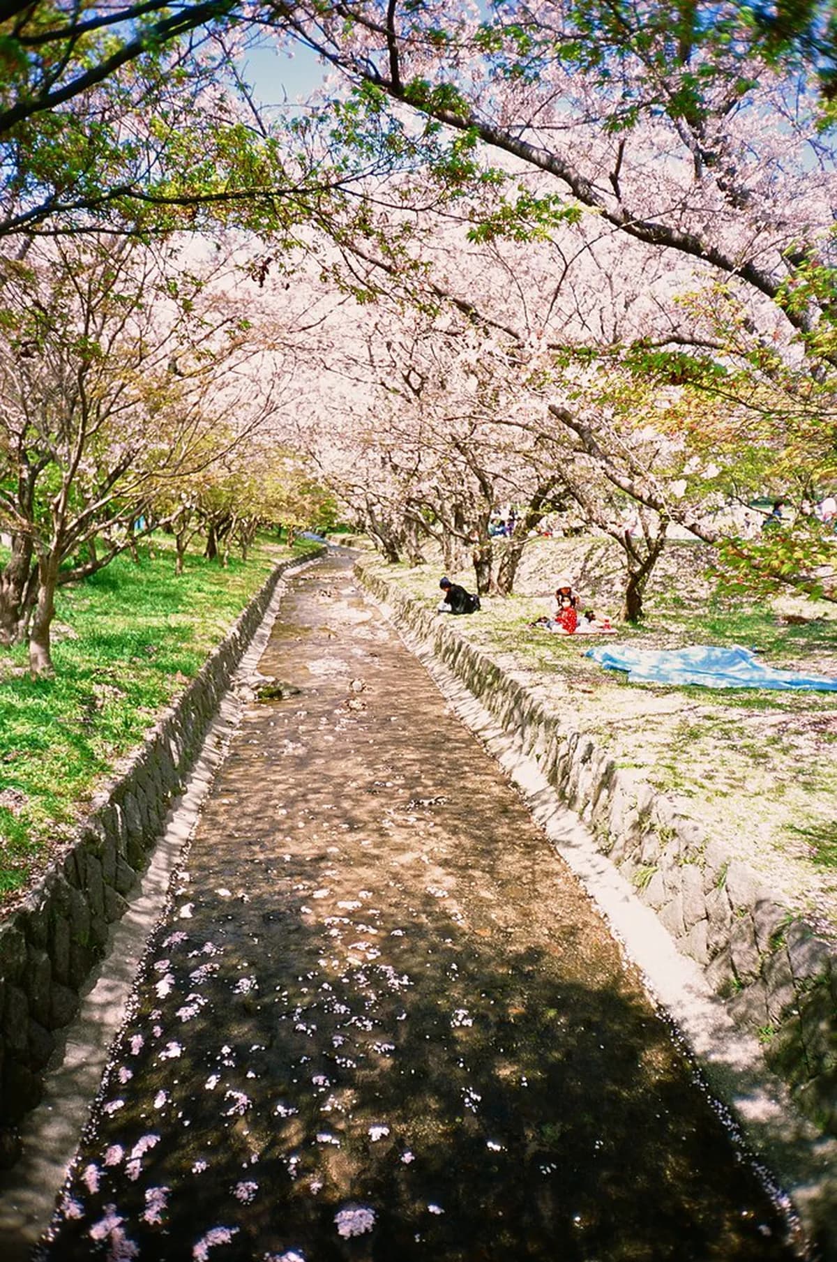 Best Time for Fukuoka Cherry Blossoms: 2026 Guide