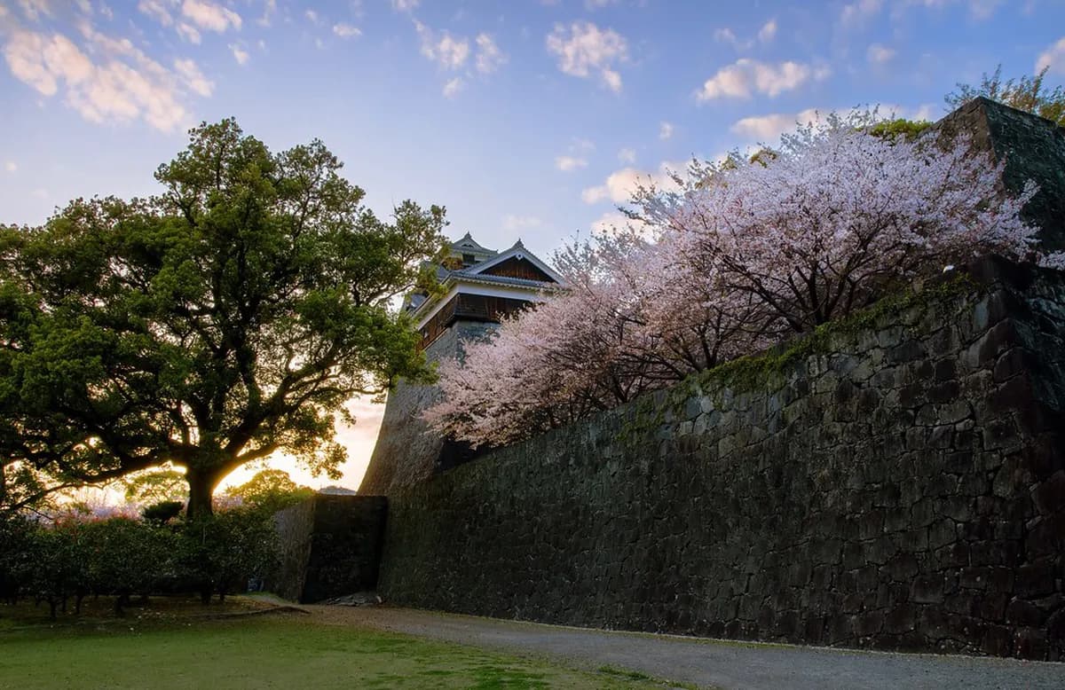 Best Time for Kumamoto Castle Cherry Blossoms
