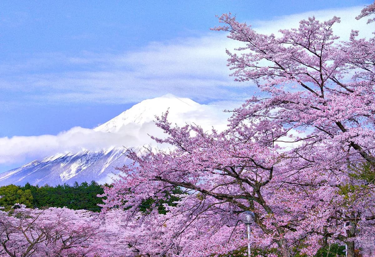 Best Time to See Mount Fuji: Seasonal Guide & Viewing Tips