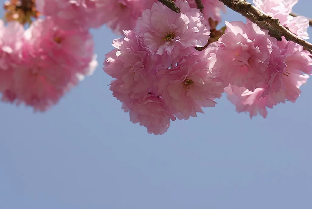 Best Time To Visit Akita: Your Seasonal Travel Guide