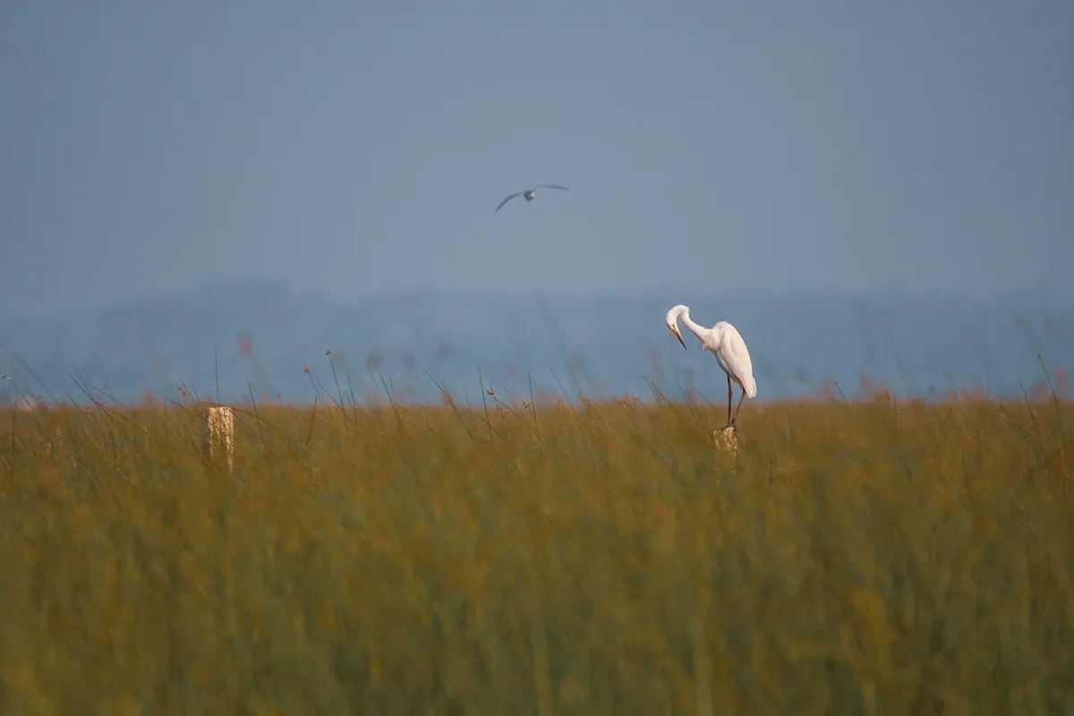 Fukuoka Sakura 2026: Cherry Blossom Dates, Peak Bloom & Best Spots