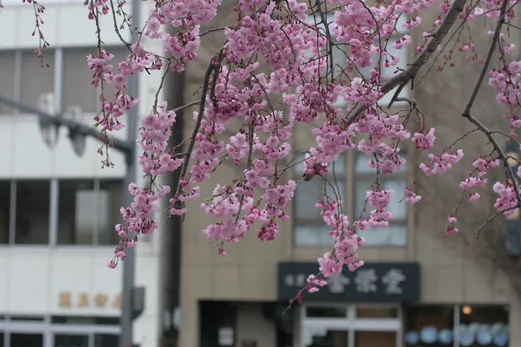 Best Time To Visit Japan: A Seasonal & Monthly Travel Guide