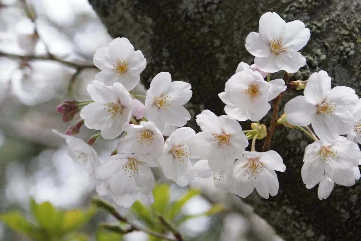 Best Time To Visit Kamakura: 11 Essential Planning Tips