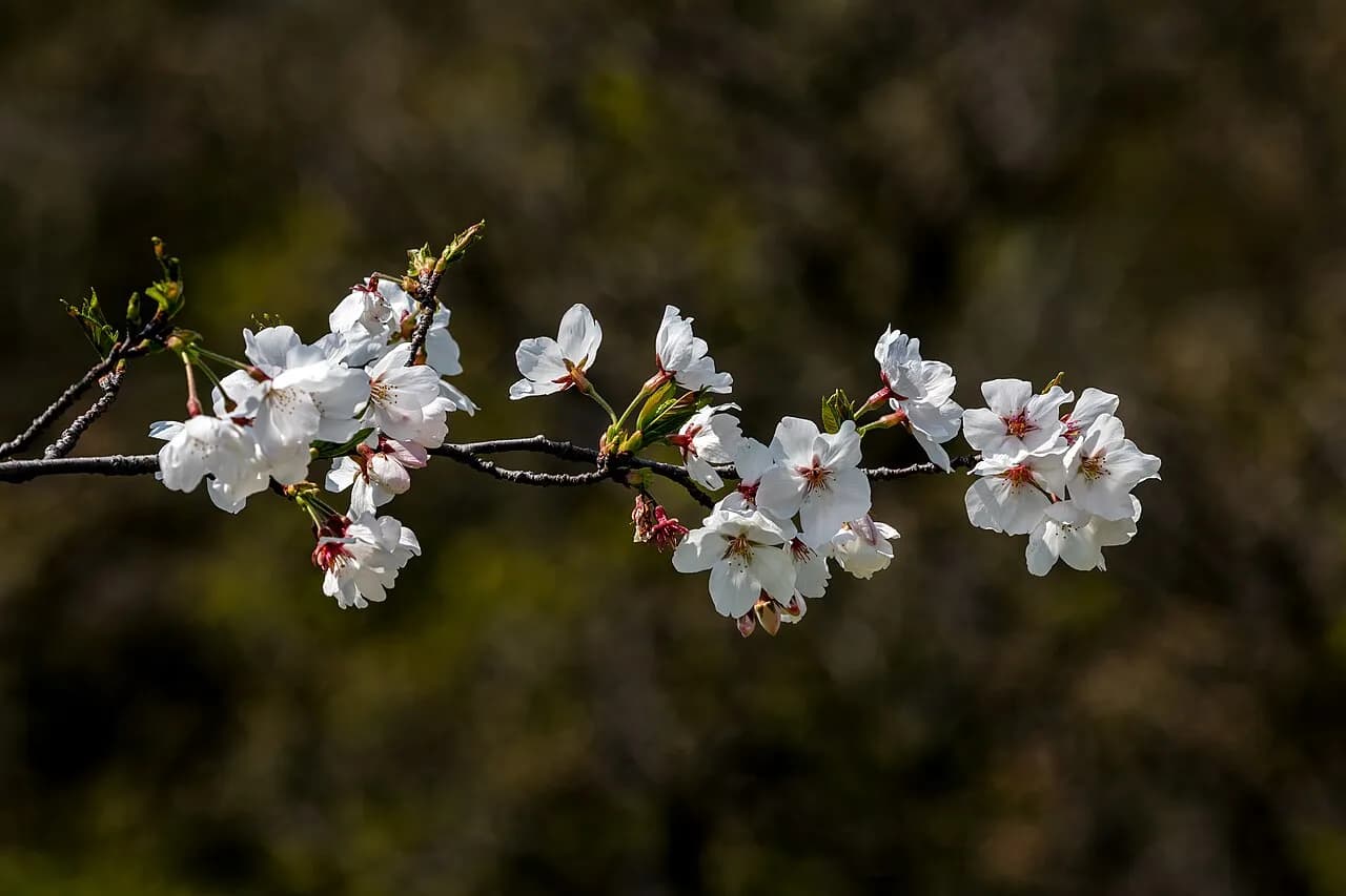 Best Time to Visit Yoshino (2026)
