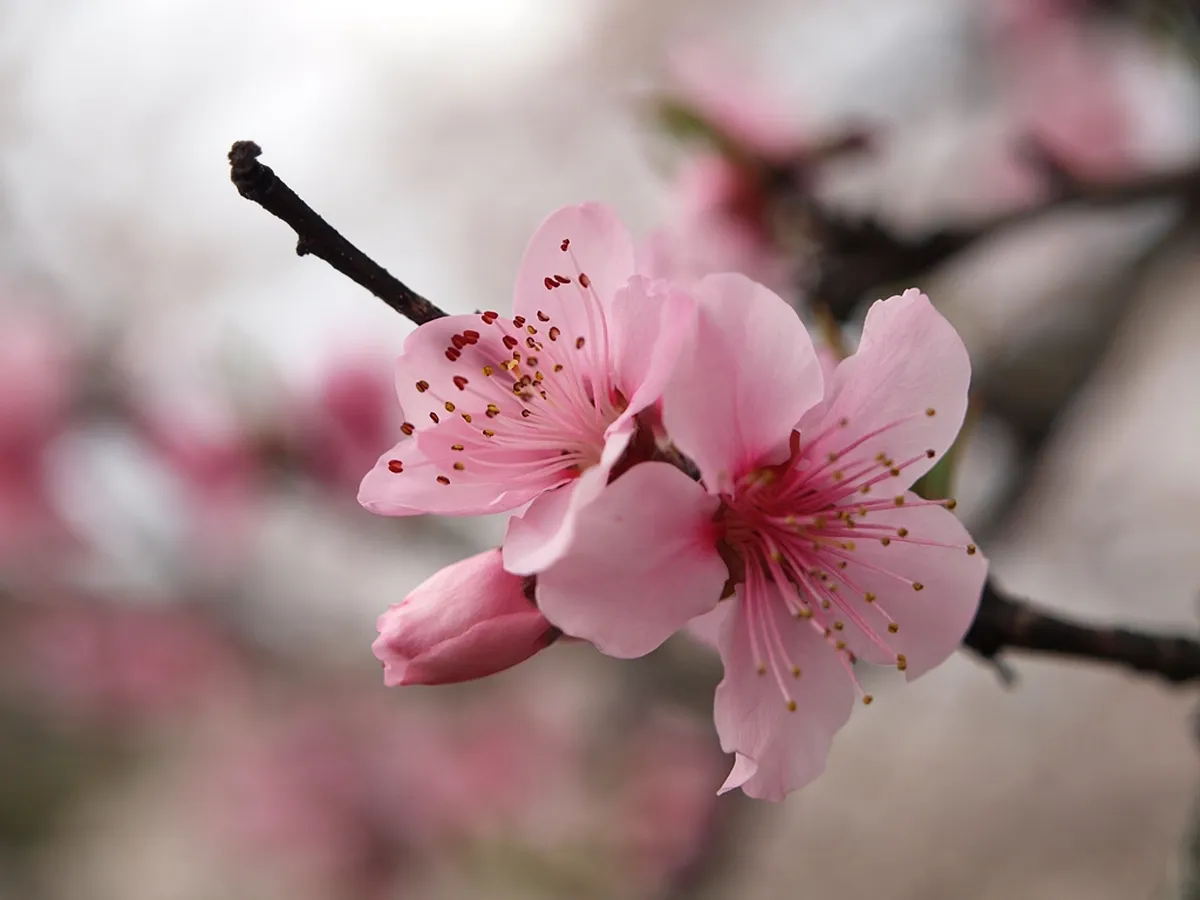 Cherry Blossom Season In Nagoya 2026: Guide & Tips