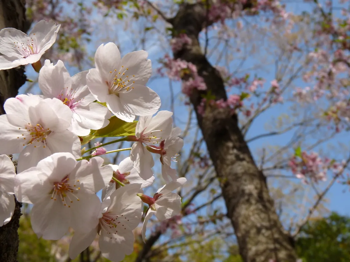 Cherry Blossom Season In Osaka Travel Guide