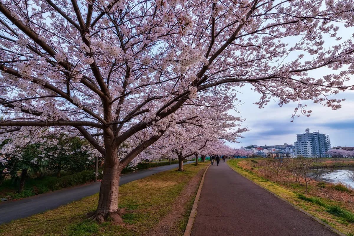 Cherry Blossom Season In Yokohama 2026: 7 Essential Viewing Tips & Spots