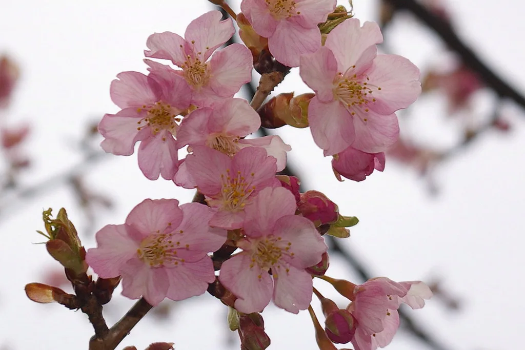 Cherry Blossom Season Japan: Your Guide to Timing & Top Spots