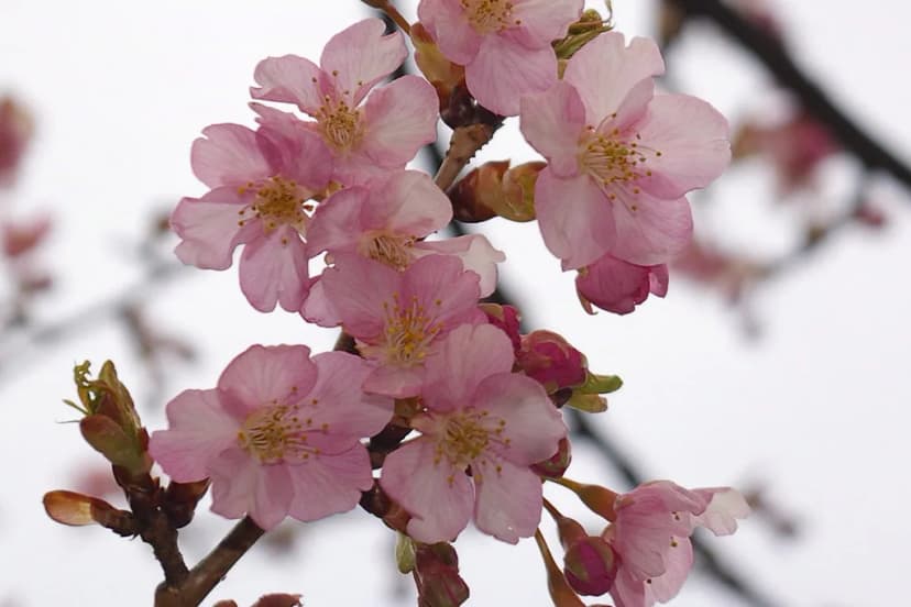 Cherry Blossom Season Japan: Your Guide to Timing & Top Spots