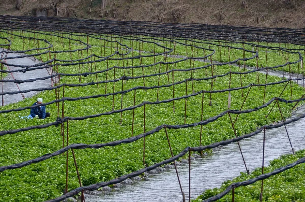 Daio Wasabi Farm Visitor Guide Travel Guide