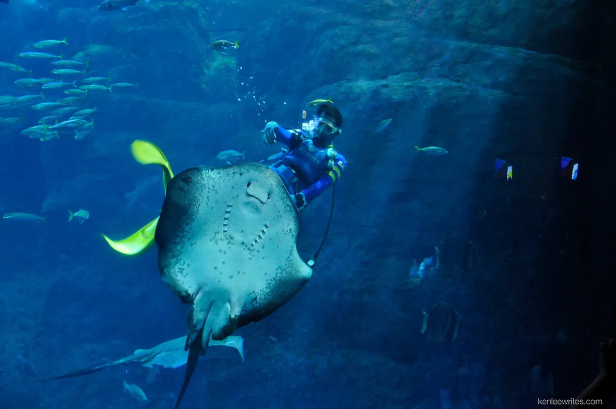 Enoshima Aquarium Travel Guide