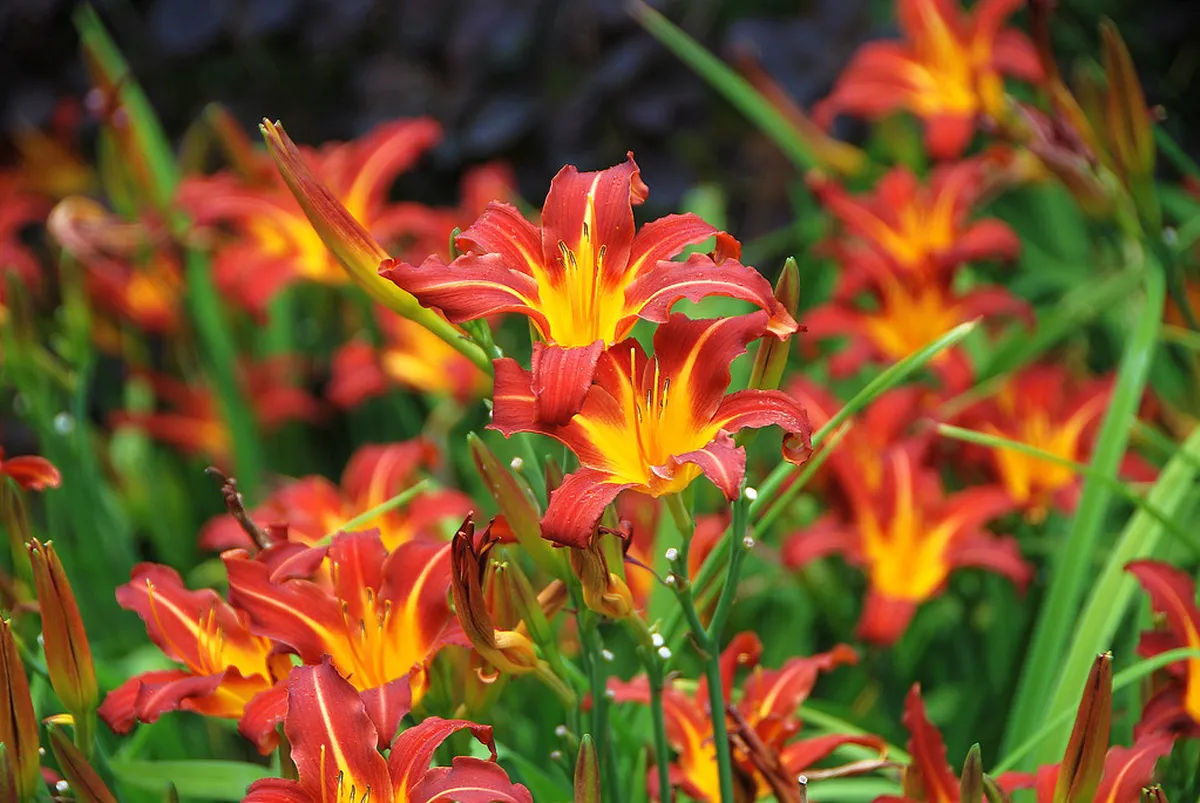 Free Annual Events in Fukuoka City: 2026 Budget Guide