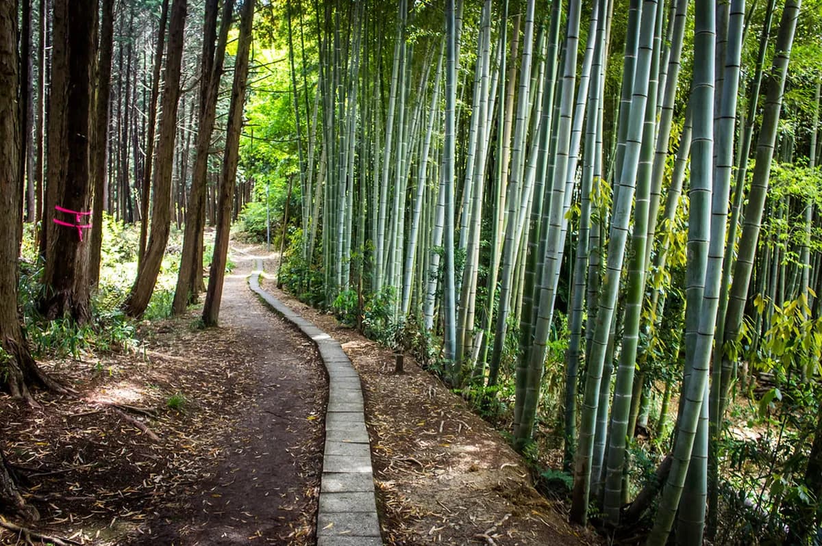 10 Best Free Things to Do in Kyoto (2026)