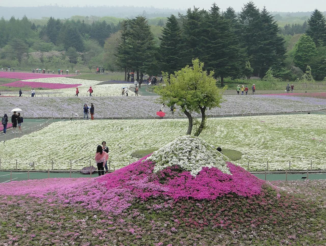 Fuji Shibazakura Festival 2026: Complete Guide to Dates, Tickets, and Transport