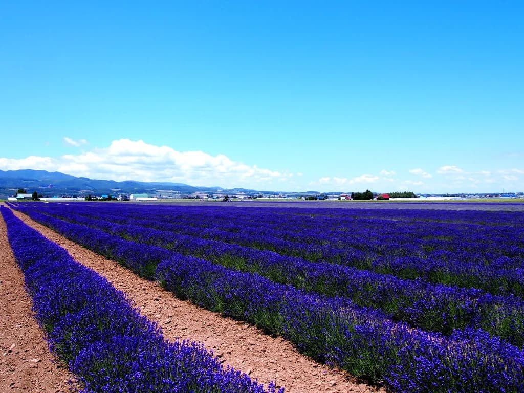 Things to Do in Furano: 6 Top Attractions (2026 Guide)