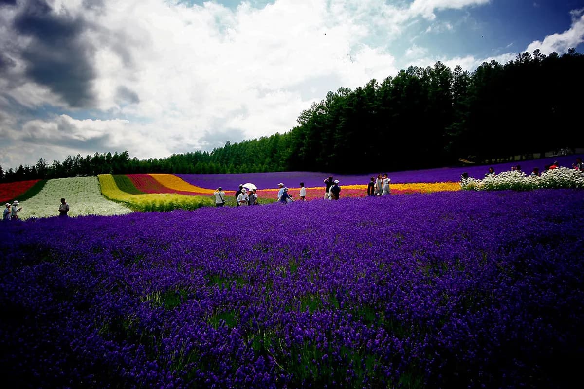 Furano in Winter: 9 Essential Things to Know
