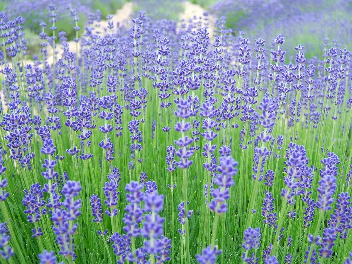 8 Best Spots and Tips for Furano Lavender (2026)