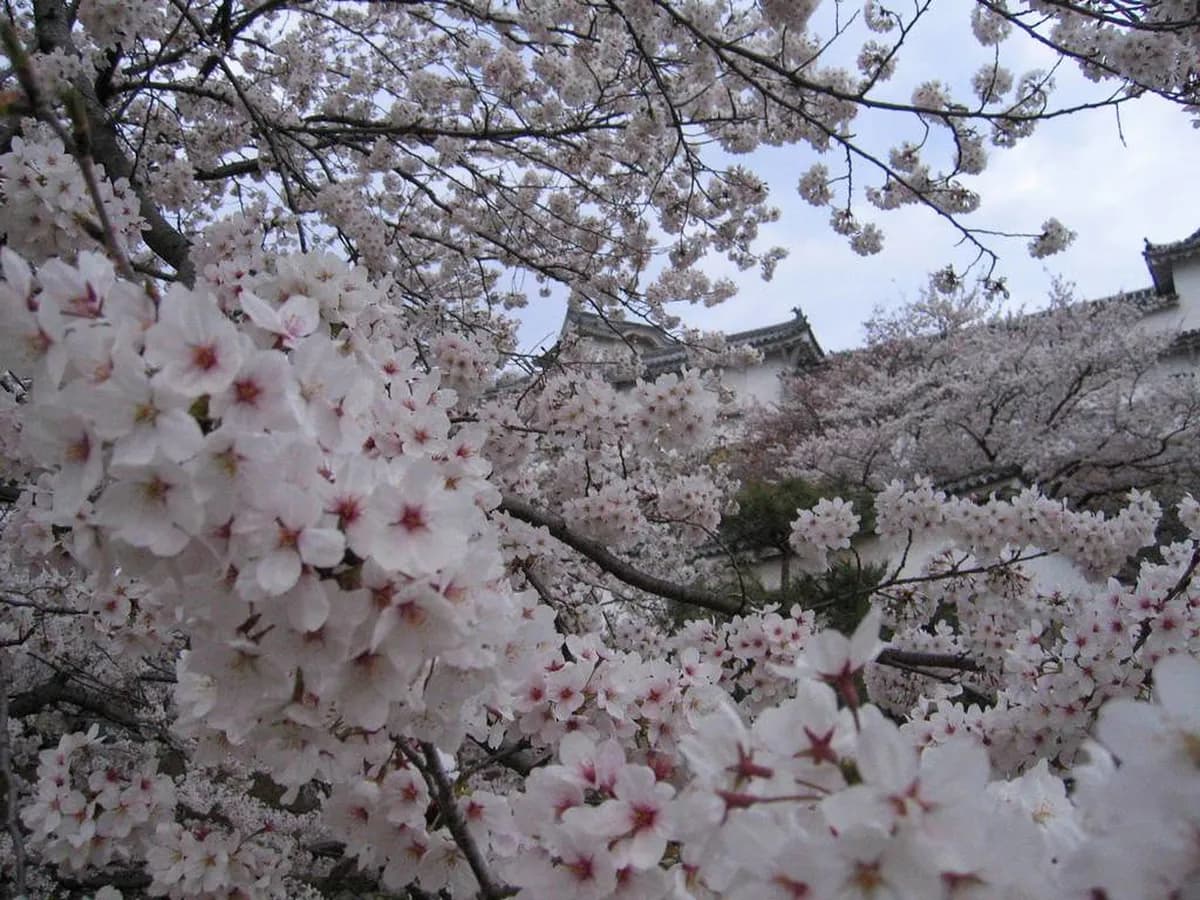 Himeji Castle Cherry Blossom Guide: 6 Best Spots and Events