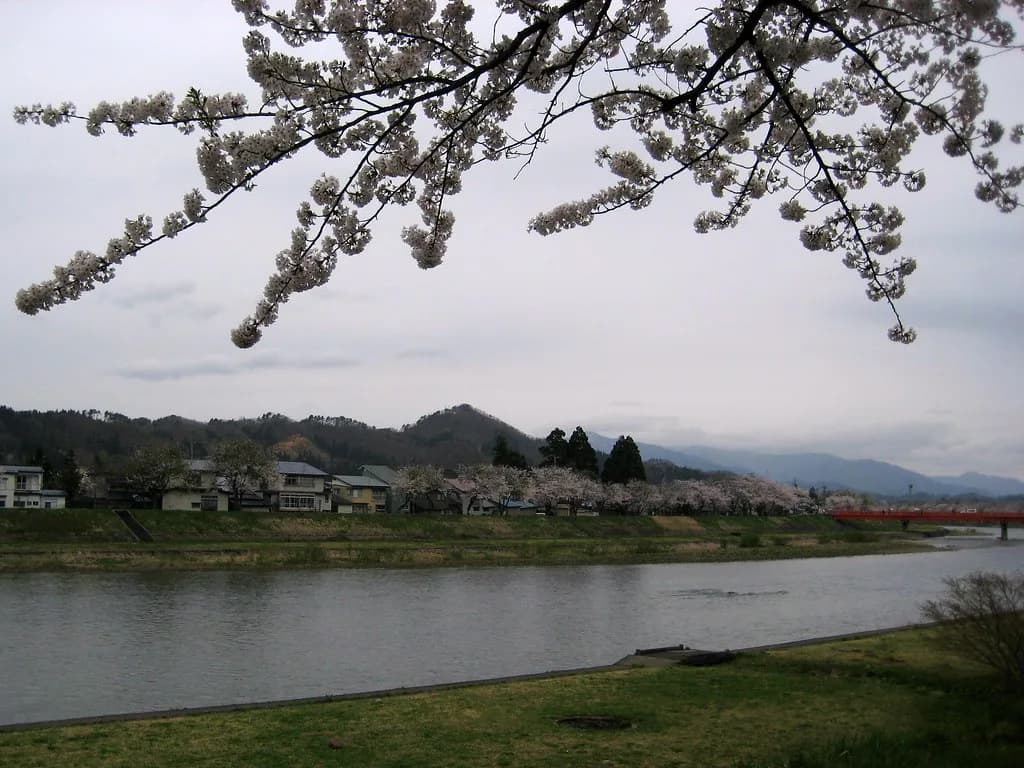 Hinokinai River Cherry Blossoms Visitor Guide: Kakunodate Sakura Travel Tips