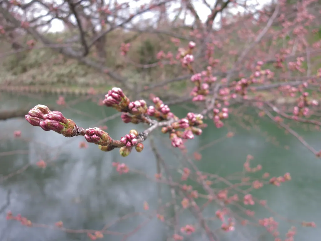8 Things to Know About the Hirosaki Cherry Blossom Festival