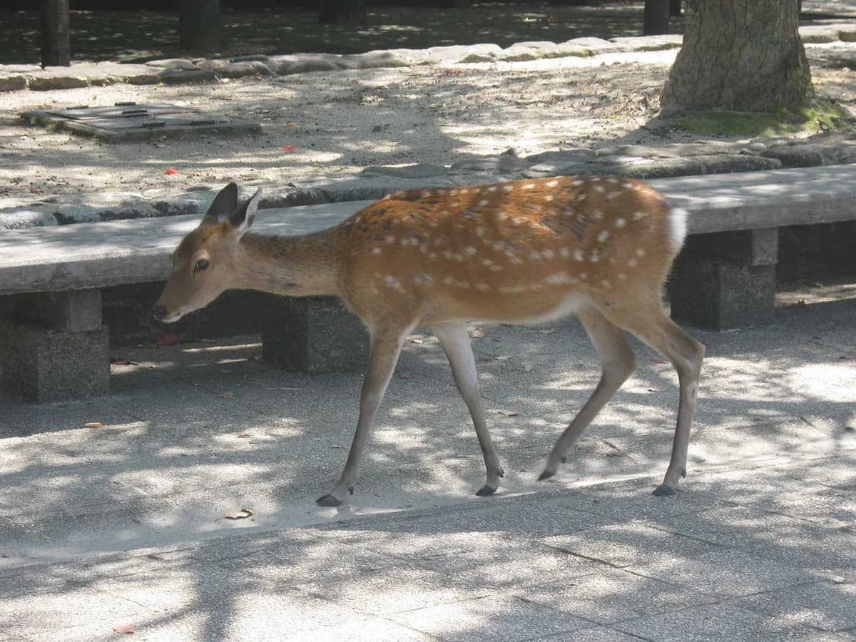 15 Best Things to Do in Hiroshima with Kids (2026)