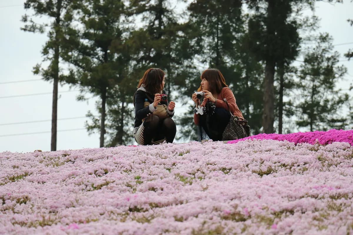 Hitsujiyama Park Shibazakura Travel Guide