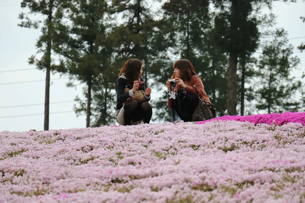 Hitsujiyama Park Visitor Guide & Chichibu Itinerary