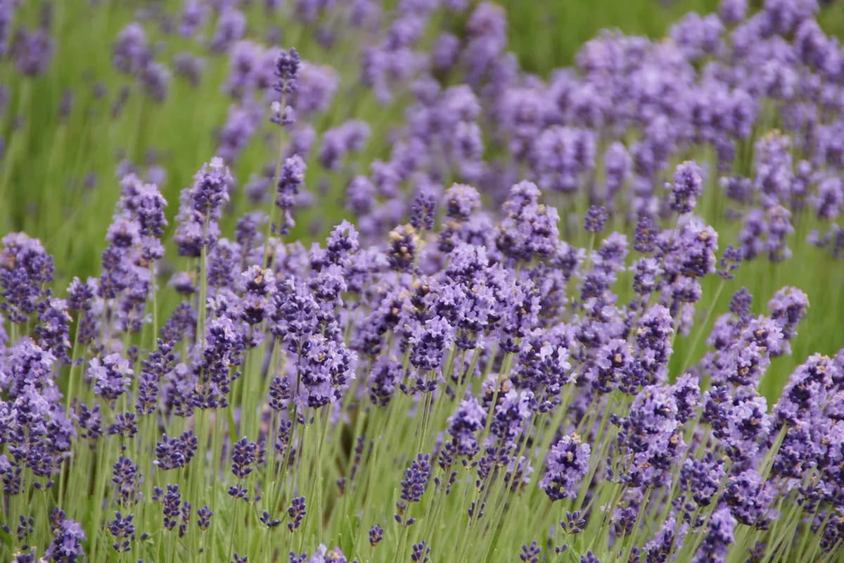 10 Essential Guides to the Hokkaido Lavender Season