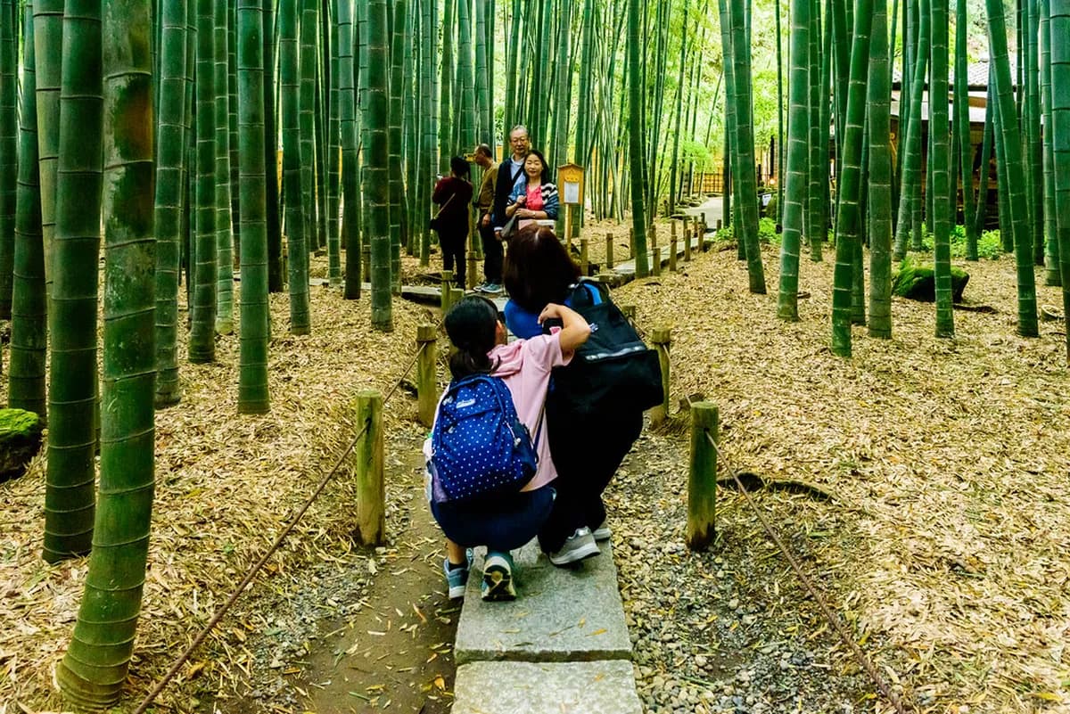 Hokokuji Bamboo Temple Kamakura Travel Guide