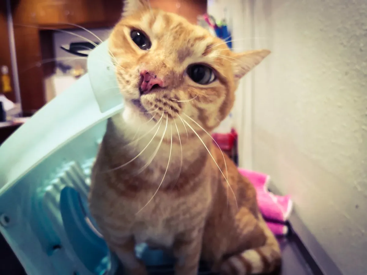 Fukuoka Yatai Guide 2026: Best Stalls, Prices, and What to Order