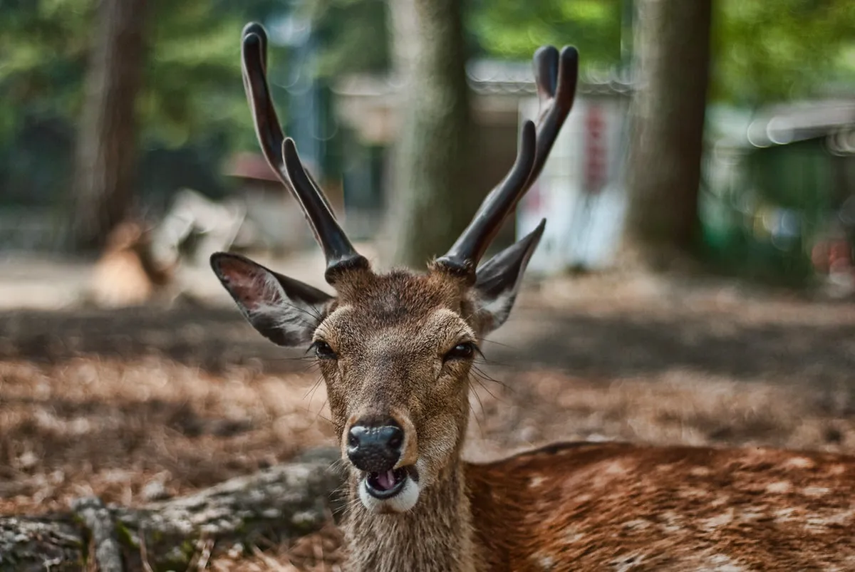 7 Essential Tips for Visiting Itsukushima Shrine & Miyajima Tide Times