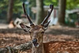 7 Essential Tips for Visiting Itsukushima Shrine & Miyajima Tide Times