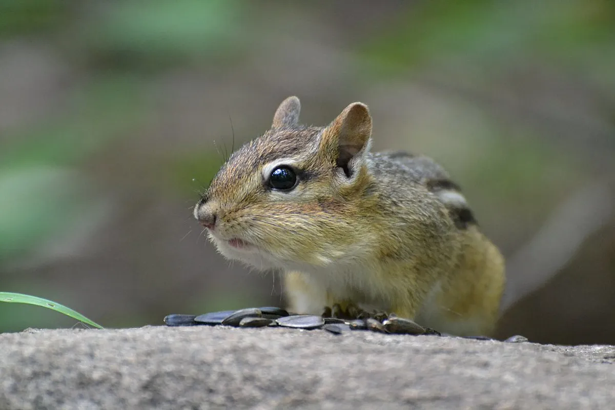 How To Visit Nanzoin Temple Reclining Buddha From Hakata: 2026 Guide