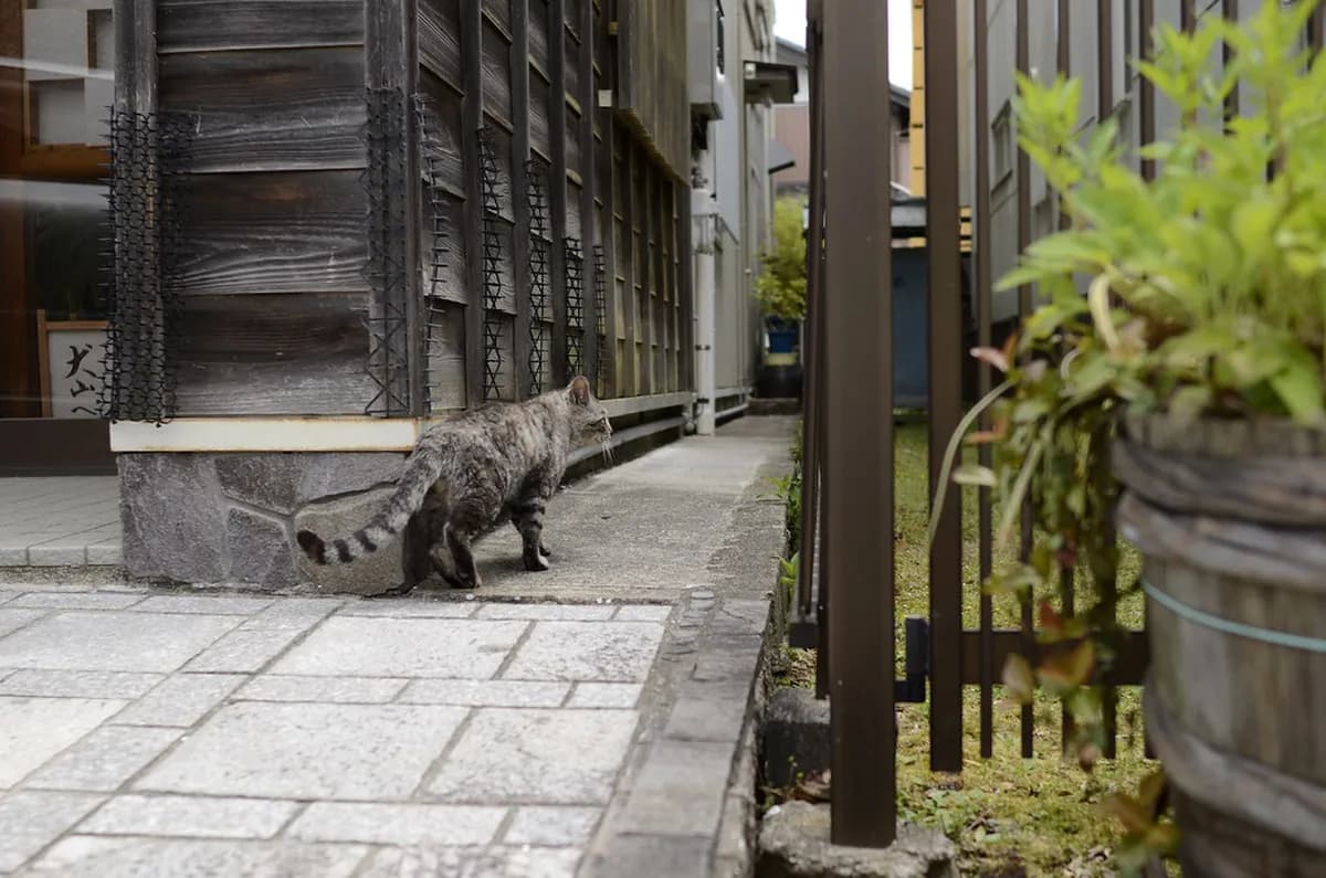 1-Day Inuyama Castle Town Day Trip From Nagoya Guide