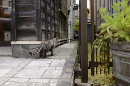 1-Day Inuyama Castle Town Day Trip From Nagoya Guide
