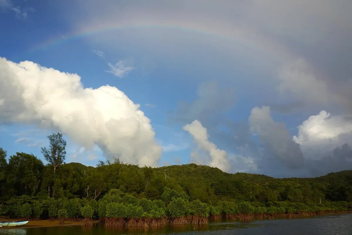 Iriomote Island Day Trip From Ishigaki (2026 Guide)