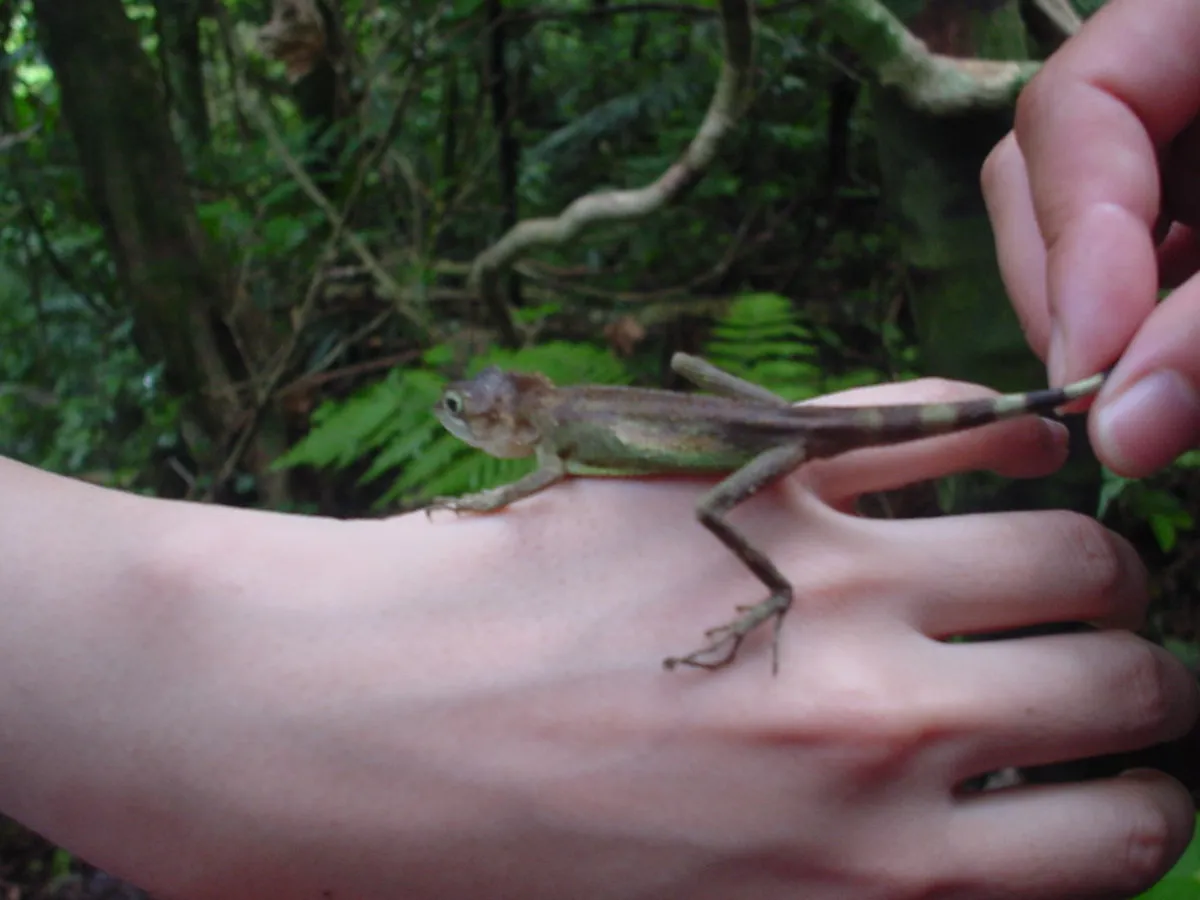Iriomote Island Visitor Guide: Things to Do, How to Get There & Tips