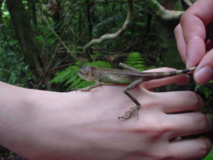 Iriomote Island Visitor Guide: Things to Do, How to Get There & Tips
