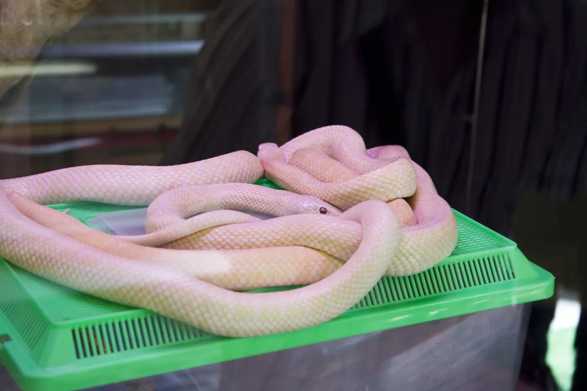 Iwakuni White Snake Museum Visitor Guide