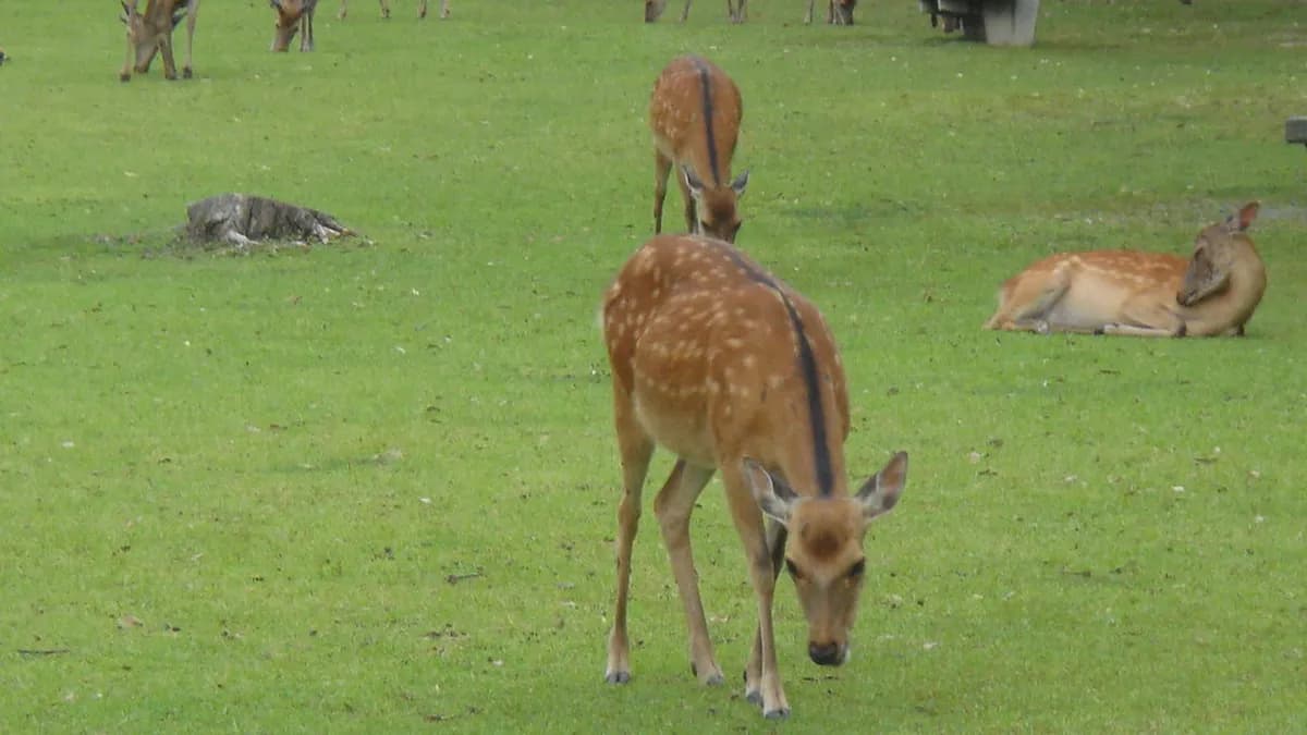 12 Best Free Things to Do in Nara (2026)