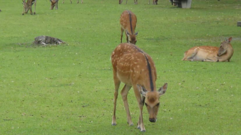 12 Best Free Things to Do in Nara (2026)