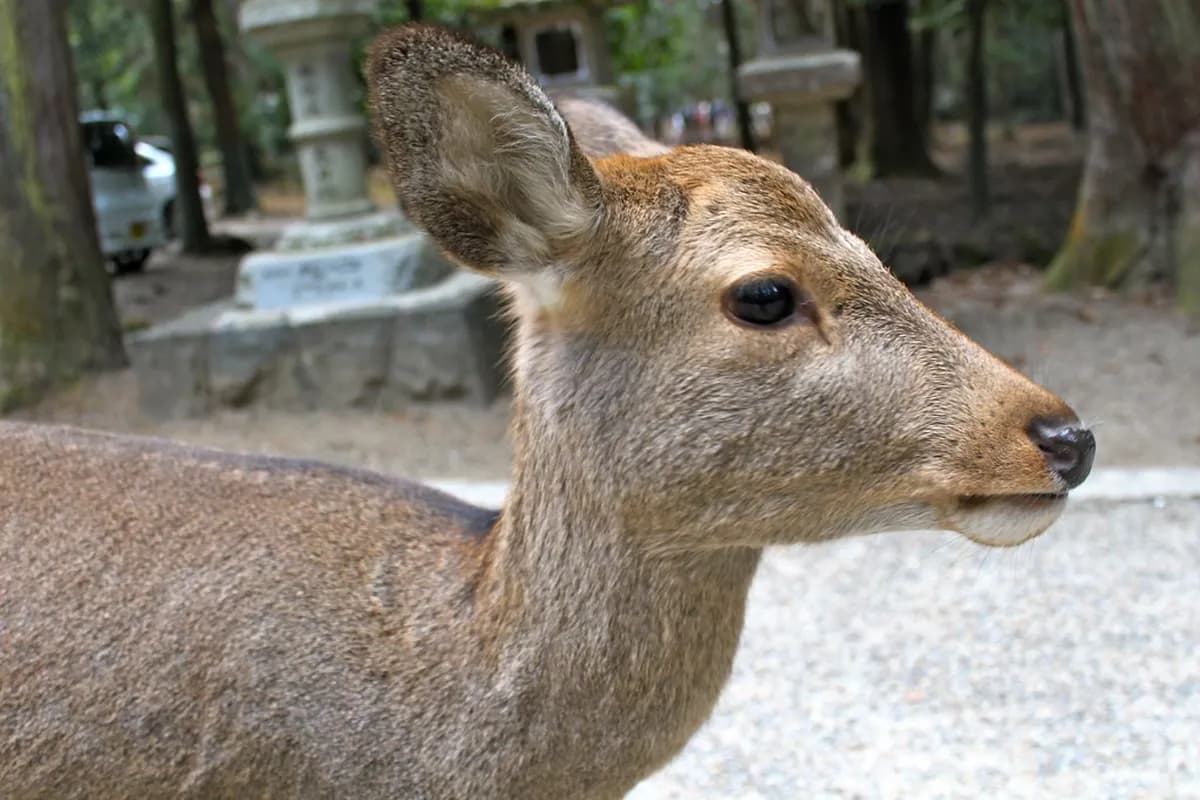 10 Best Things to Do in Nara with Kids (2026)