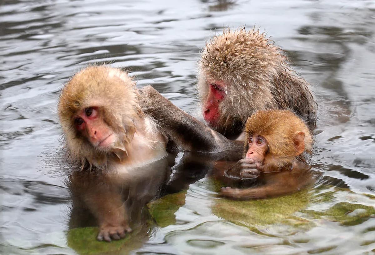 Jigokudani Monkey Park Visitor Guide: Plan Your Trip to See Japan's Snow Monkeys